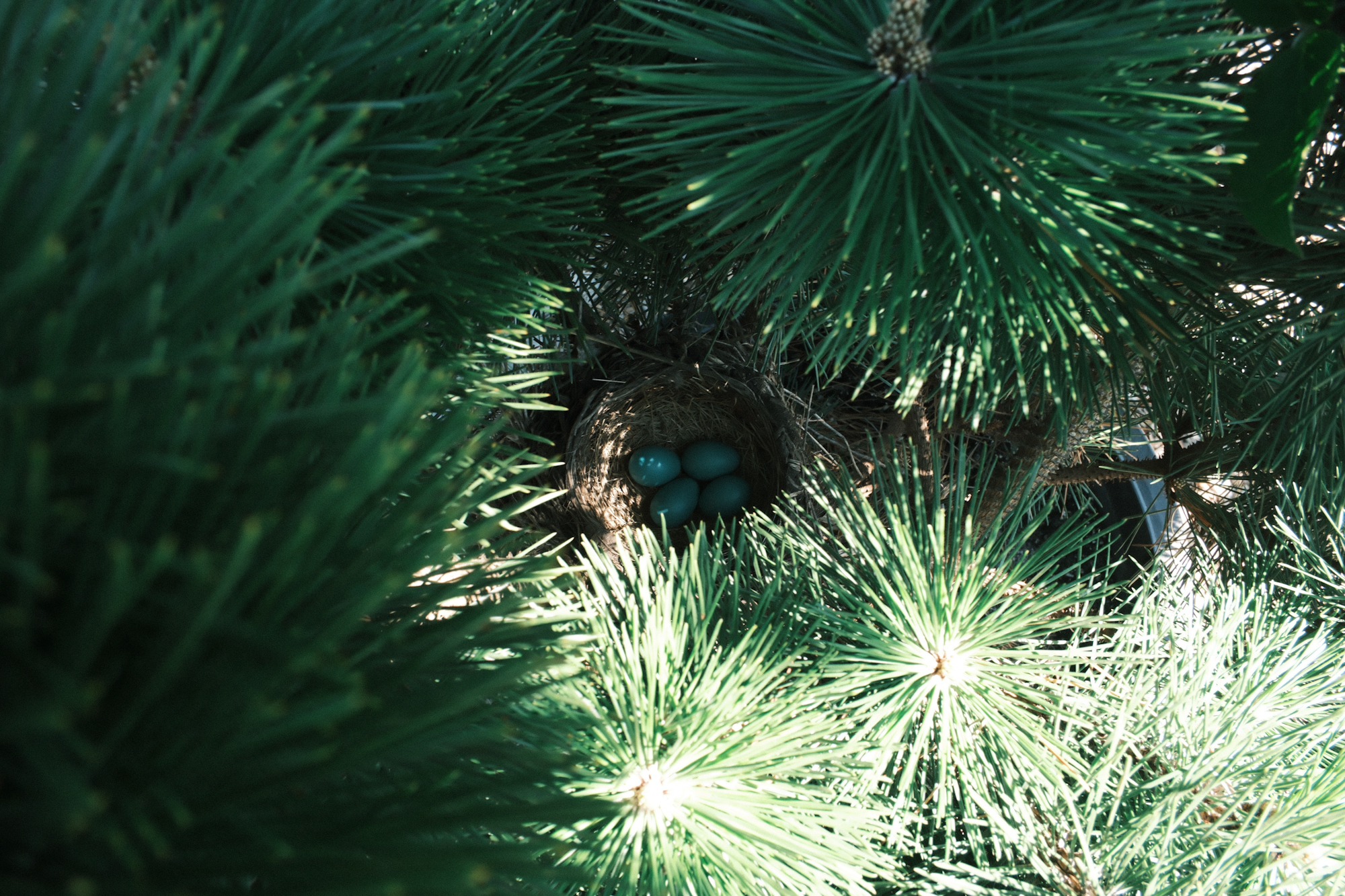 Light, Color, Shape 8